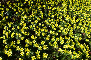 Winterling,  Eranthis hyemalis