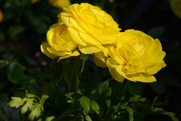 Asiatische Hahnenfuß,  Floristen-Ranunkel, Ranunculus asiaticus