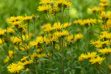 Alant, Weidenblättriger Alant, Inula salicinium