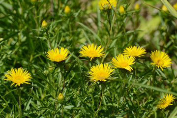 Alant,  Schwert-Alant , Pentanema ensifolium