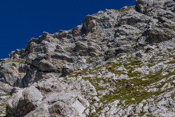Alpine Hiking Path: Follow the Markers (Zillertal, Austria)