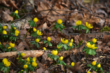 Winterling,  Eranthis hyemalis