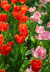 Fototapeta premium spring flower bed in full bloom with tulips and no people