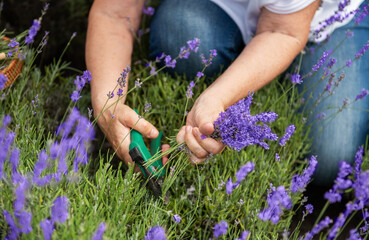 Women's hands cut lavender