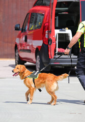 Search-and-rescue dog with tongue out on leash held by its handler