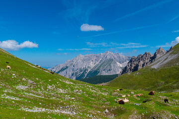 Peaceful Mountain Pasture: Sheep Grazing in the Alps (Goetheweg, Innsbruck, AT)