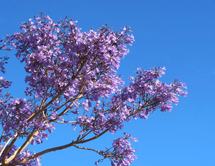 purple blooming Palisander or Jacaranda mimosifolia tree with fruits