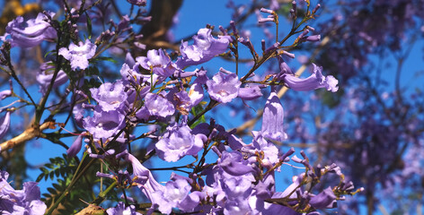 purple blooming Palisander or Jacaranda mimosifolia tree with fruits