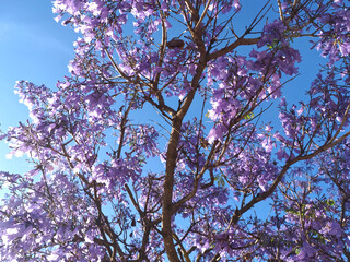 purple blooming Palisander or Jacaranda mimosifolia tree with fruits