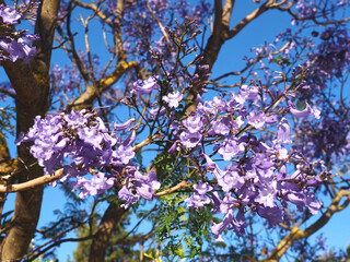 purple blooming Palisander or Jacaranda mimosifolia tree with fruits