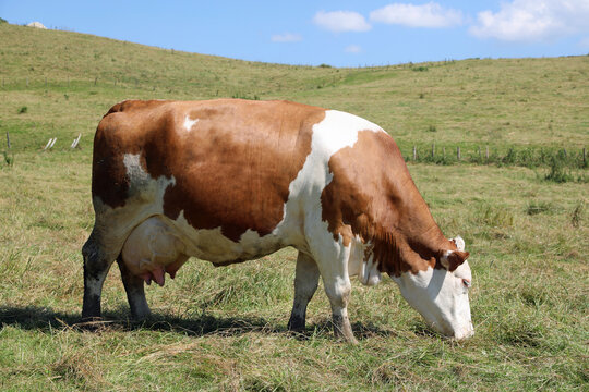 pregnant cow with  swollen udders full of milk grazing in a pasture
