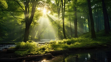 Obraz premium Sunlight streaming through a lush forest.