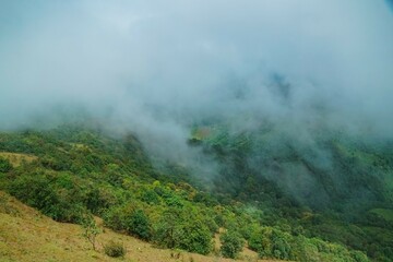 A lush green hillside with trees and a foggy atmosphere