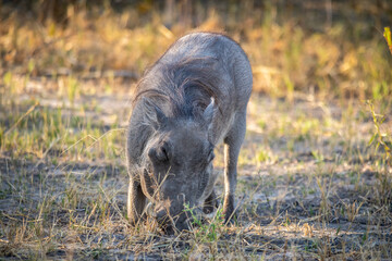 Warthog Phacochoerus, pigs who live in open and semi-open habitats, even in quite arid regions, in sub-Saharan Africa