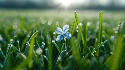 Tiny blue flower blooming in a field of tall grass, a small splash of color in a sea of green