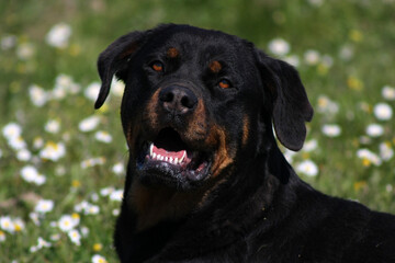 Close-up of a female Rottweiler in a field, showcasing her strong features and alert expression against a natural background.