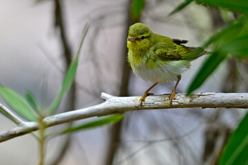 Waldlaubsänger // Wood warbler (Phylloscopus sibilatrix)
