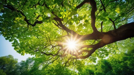 Fototapeta premium Sunlight Filtering Through Lush Tree Canopy.