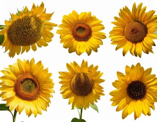 Obraz premium Sammlung von Fotos von Sonnenblumen, isoliert auf transparentem Hintergrund, Sommerblumen