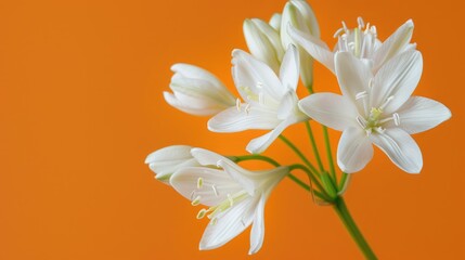 Fototapeta premium Macro photograph of white ornithogalum flowers on orange background