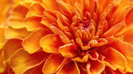 Fototapeta premium Macro shot of vibrant marigold bloom