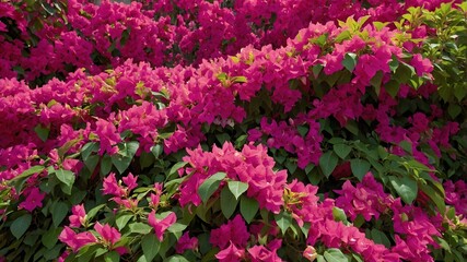 Bougainvillea Bush Blooming