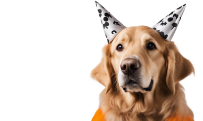 Golden retriever wearing a festive party hat isolate on transparent background, cutout, png