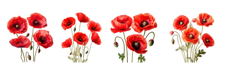 Red Poppy Flowers in Full Bloom Set on Isolated Background, Floral and Natural Botanical Design