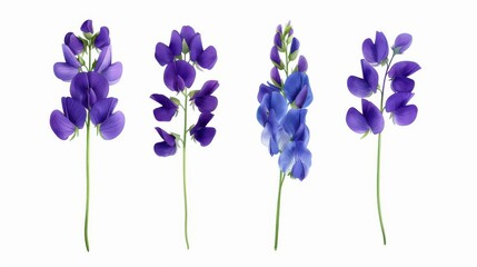 Delicate watercolor wild sweet pea flowers create a charming floral set, perfect for summerthemed designs on a clean backdrop.