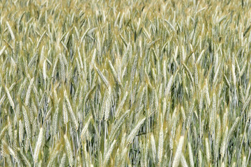 Rye field. Young sprouts of rye. Plant background or texture
