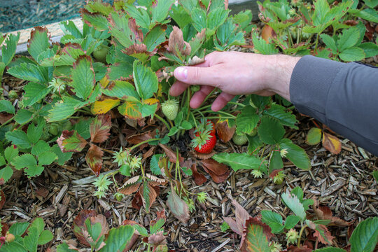 Close up of male hand surching for ripe red strawberries. Eco homegrown berries concept 