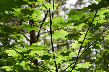 Green maple leaves on branches illuminated by the sun. Summer mood