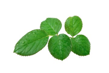 Rose fresh leaves on white background.
