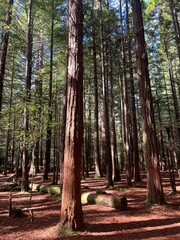 The Redwoods Whakarewarewa Forest, Rotorua, North Island of New Zealand