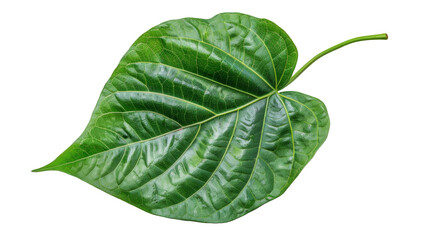 Obraz premium green betel leaf isolated on transparent background,png