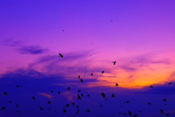 Flock of birds soaring in the sky during sunset. Sky is a beautiful mix of purple and blue