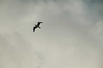 Seagull Flying in the Cloudy Sky