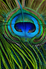 Naklejka premium Peacock Feather Detail Showcase the intricate detail of a single peacock feather