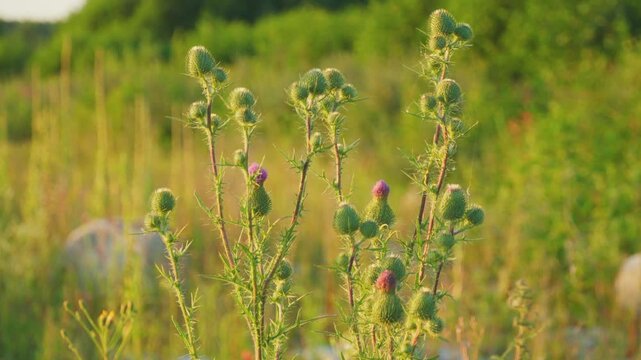 A wild-growing plant is a thorn. Sharp needles and spikes. Close-up of the plant.