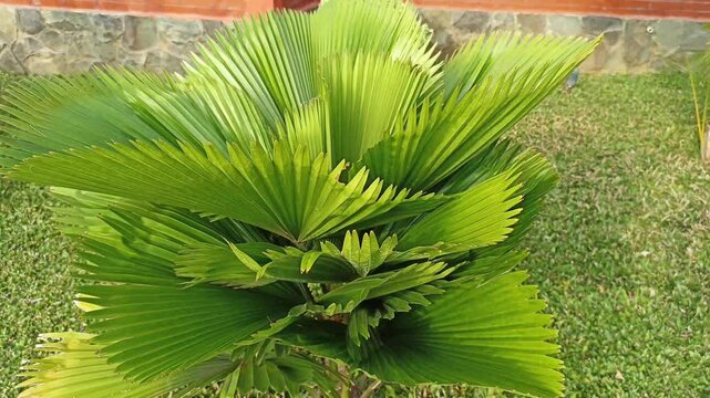 Leaves of Licuala orbicularis visible from above. This plant is a palm species in the genus Licuala and is endemic to the tropics