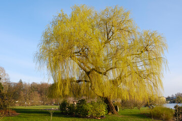 Obraz premium Weide (Salix), Mecklenburgische Seenplatte, Mecklenburg, Mecklenburg-Vorpommern, Deutschland, Europa