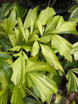 Beautiful Burmese Fishtail palm or Caryota mitis, Fishtail Palm, Hanging Fishtail, clustering fishtail palm in the garden
