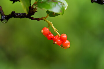 雨に群れたゴモジュの果実