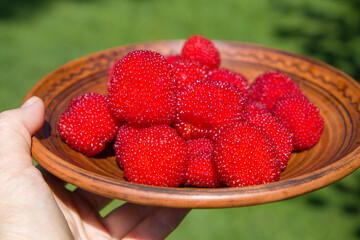 Hawaiian raspberry. Rubus illecebrosus. 
A woman holds a plate with fresh and ripe red balloon...