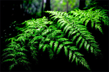 Dark green fern leaves with droplets of water in a dark gloomy forest.