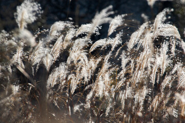 Reeds in the back light, beautiful natural scenery.