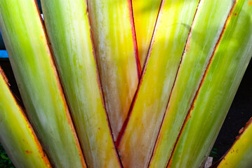 Exotic Fan-like Structure of Traveler's Tree Leaf Sheaths. Colourful Macro View of Ravenala madagascariensis' Unique Foliage Arrangement