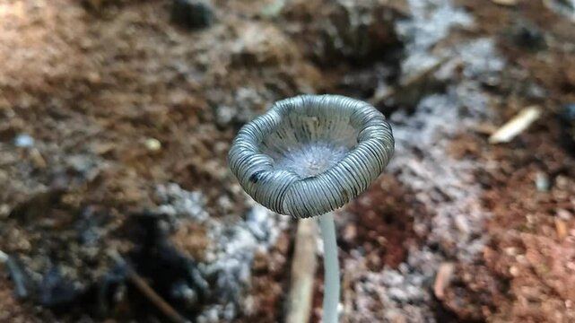 Wild mushroom Coprinopsis picacea or commonly called magpie mushroom
