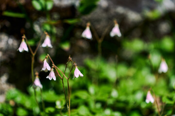 Linnaea borealis of the Utladalen Valley, in Western Norway.