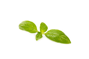 Basil isolated on white background. Fresh organic basil leaves isolated on white background. Spices. Vegan.